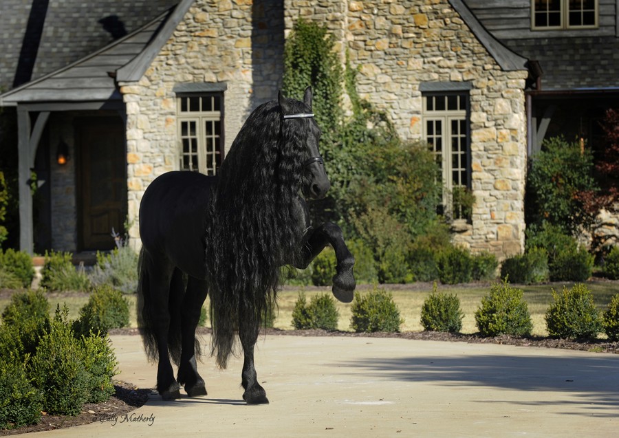Самая красивая лошадь в мире — черный жеребец Фридрих Великий. ФОТО