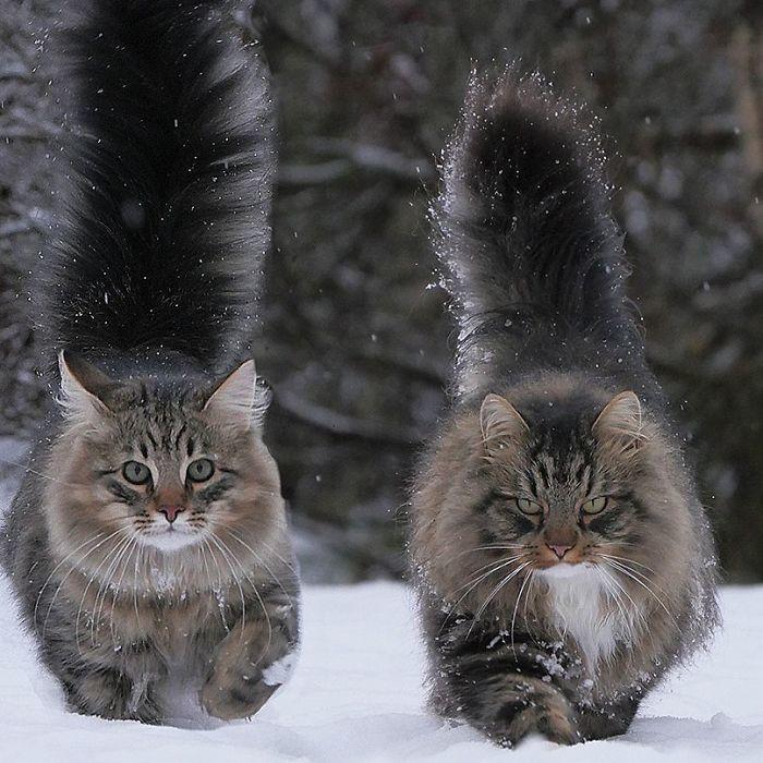 Суровые коты из Финляндии на зимних просторах. ФОТО