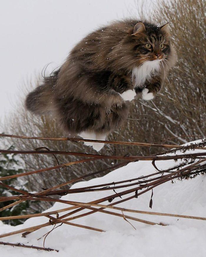 Суровые коты из Финляндии на зимних просторах. ФОТО