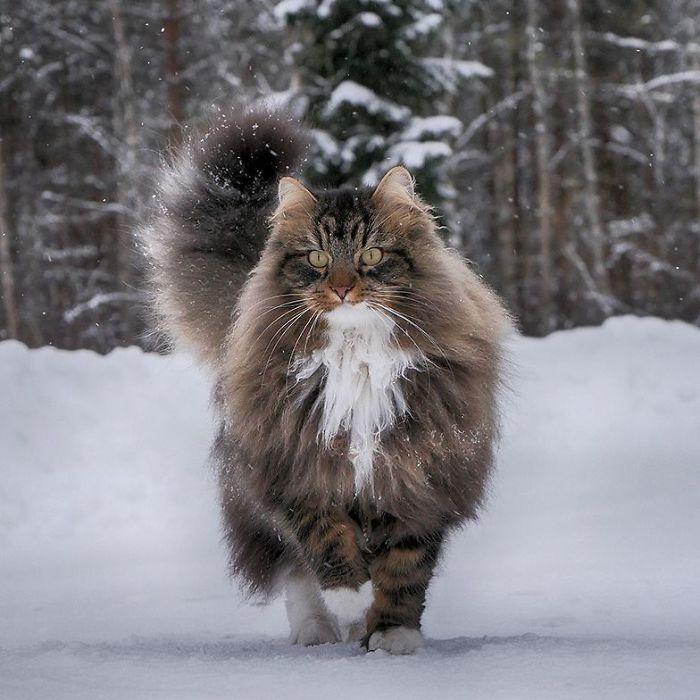 Суровые коты из Финляндии на зимних просторах. ФОТО