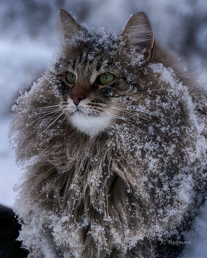 Суровые коты из Финляндии на зимних просторах. ФОТО