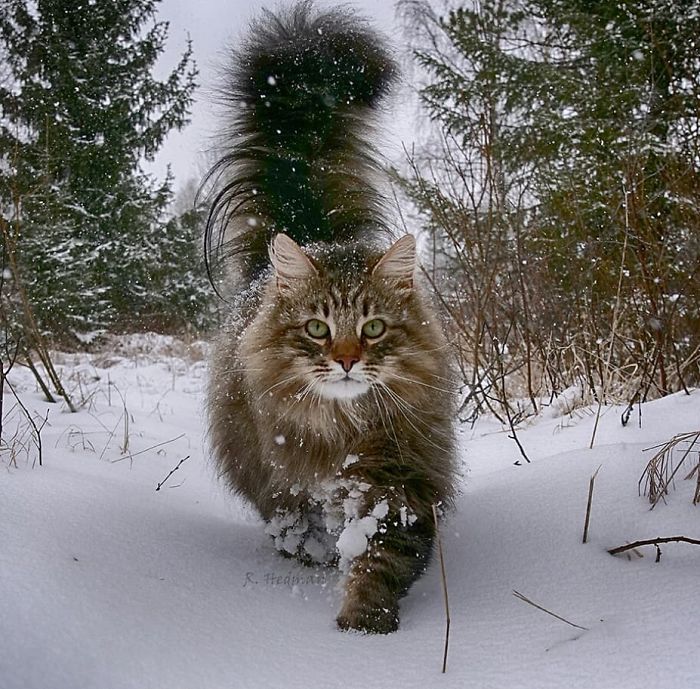 Суровые коты из Финляндии на зимних просторах. ФОТО