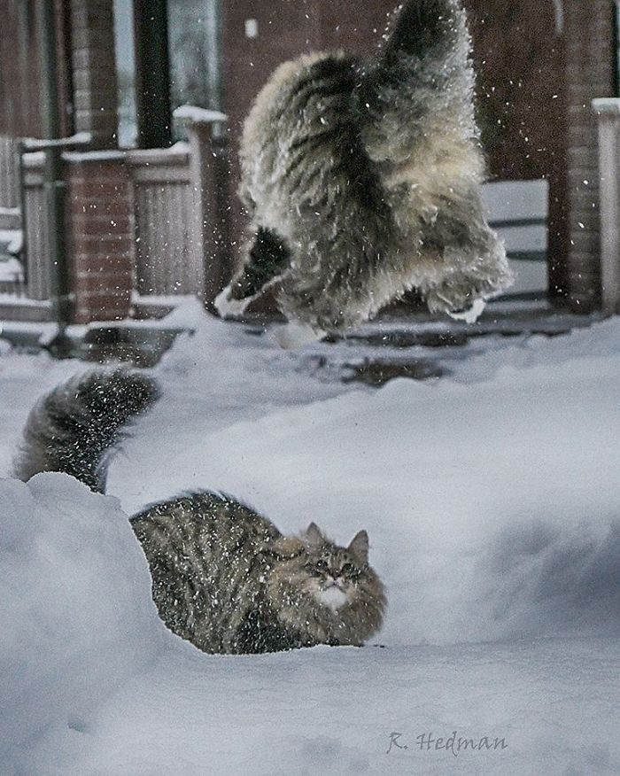 Суровые коты из Финляндии на зимних просторах. ФОТО