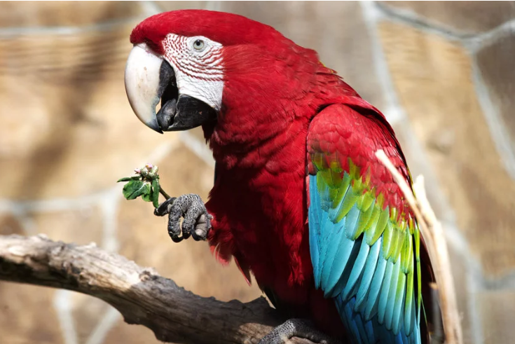 В Британии пенсионерка научила попугая петь оперные арии назло соседям