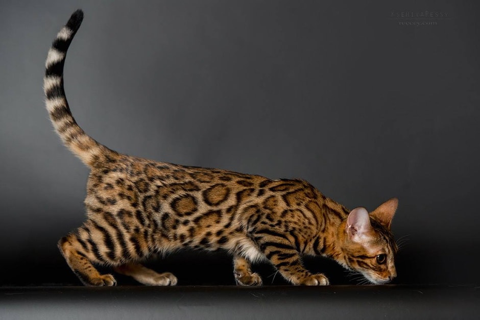 10 самых дорогих пород кошек в мире. ФОТО