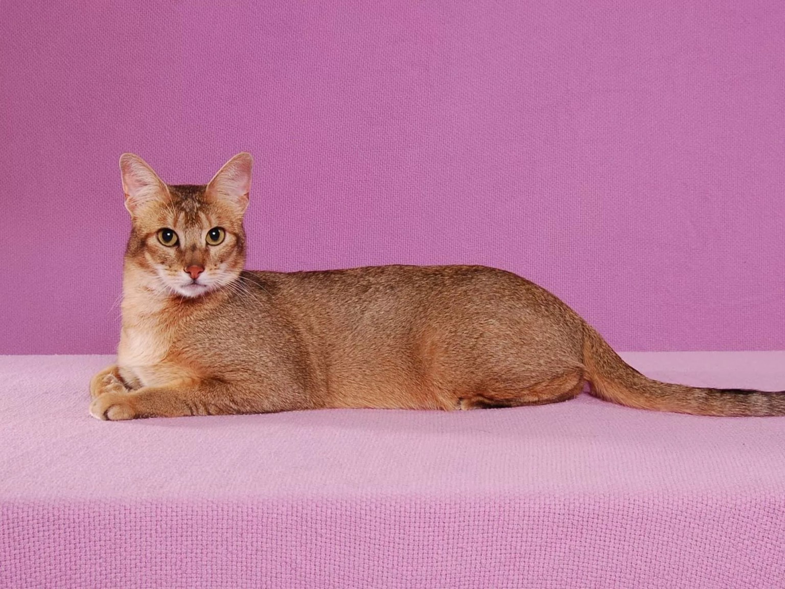 10 самых дорогих пород кошек в мире. ФОТО