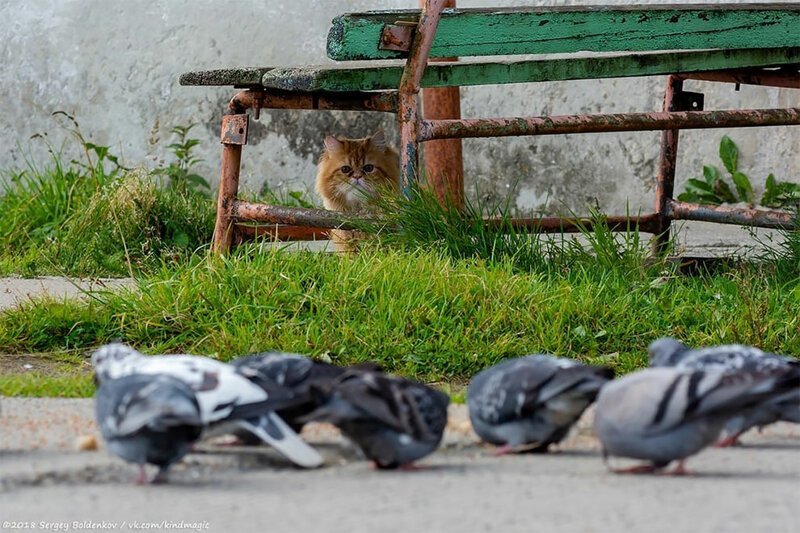 Фотограф заснял драматичную историю того, как кот не смог поймать голубя. ФОТО