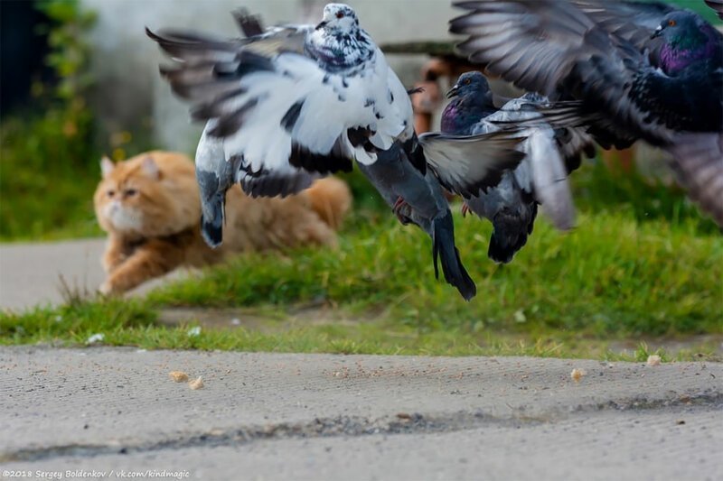 Фотограф заснял драматичную историю того, как кот не смог поймать голубя. ФОТО
