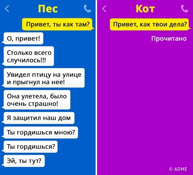 Смешные СМС о том, если бы коты умели писать