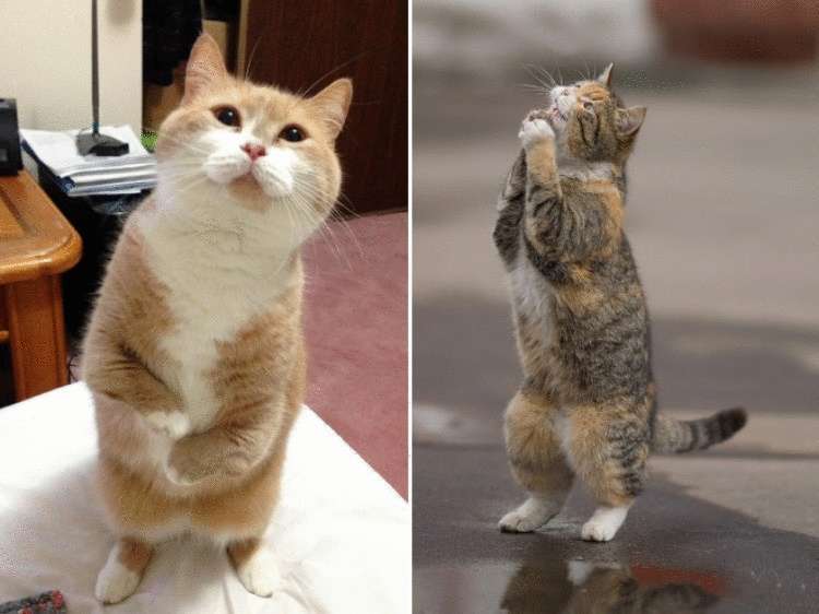 Смешные коты, которые умеют стоять на задних лапах