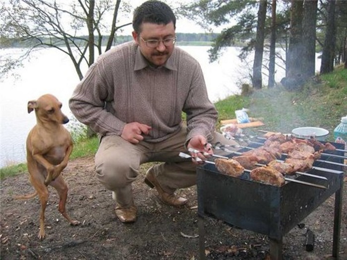 Забавные фото собак, которые умеют выпрашивать еду