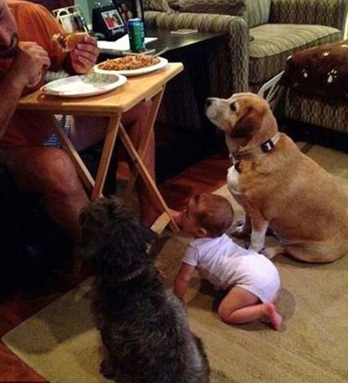 Забавные фото собак, которые умеют выпрашивать еду