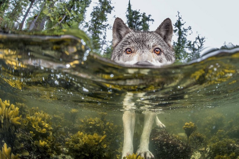 Подборка невероятно красивых фото для National Geographic. ФОТО