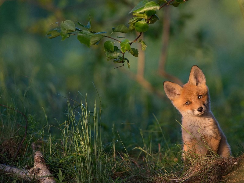 Подборка невероятно красивых фото для National Geographic. ФОТО