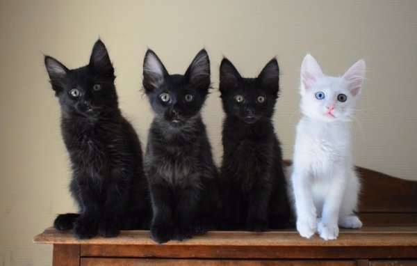 Необычные кошки и котики с уникальной внешностью