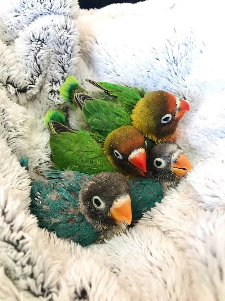 Фото безумно красивой пары попугайчиков и их сказочных детишек!. ФОТО