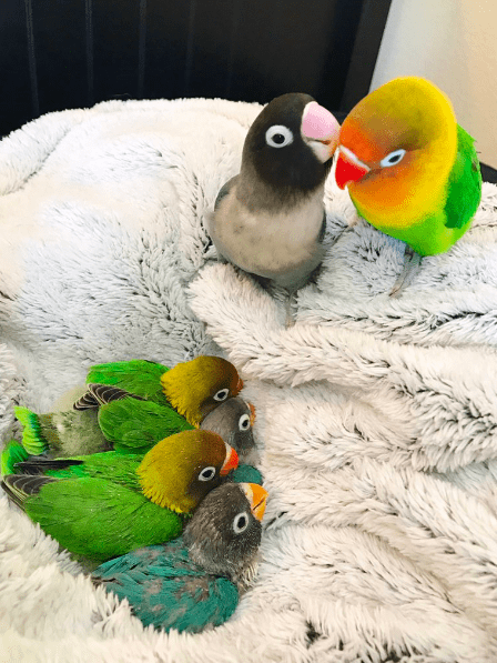 Фото безумно красивой пары попугайчиков и их сказочных детишек!. ФОТО