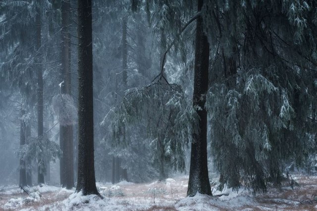 Художественные фотографии зимнего леса от Хейко Герлихера