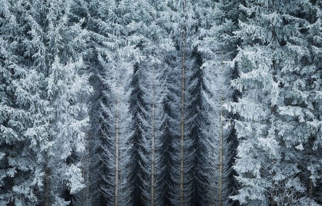 Художественные фотографии зимнего леса от Хейко Герлихера