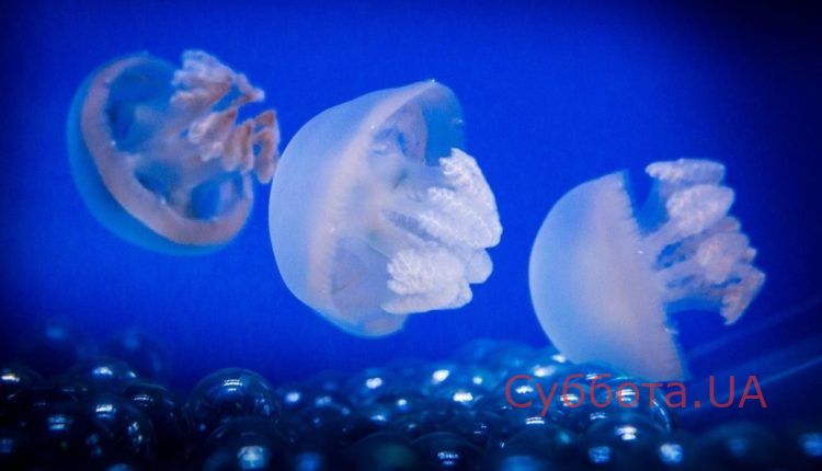 “Наши медузы спасут вас от коронавируса”: как на Азовское море заманивают туристов