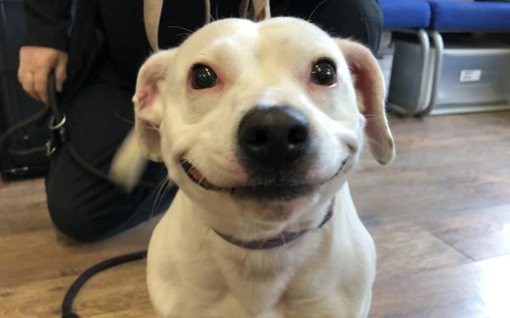 «Собака–улыбака»: потерявшийся стаффордширский терьер очаровал милой улыбкой. ФОТО