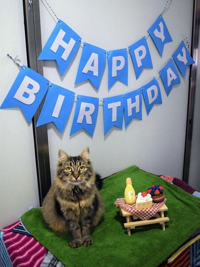 Сотрудники приюта устроили праздник для одинокой кошки