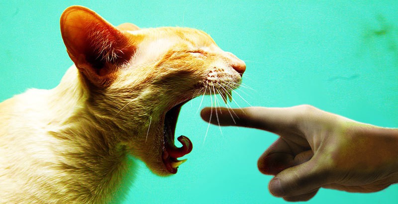 Топ-20 странных поступков, которые совершают владельцы котов. ФОТО