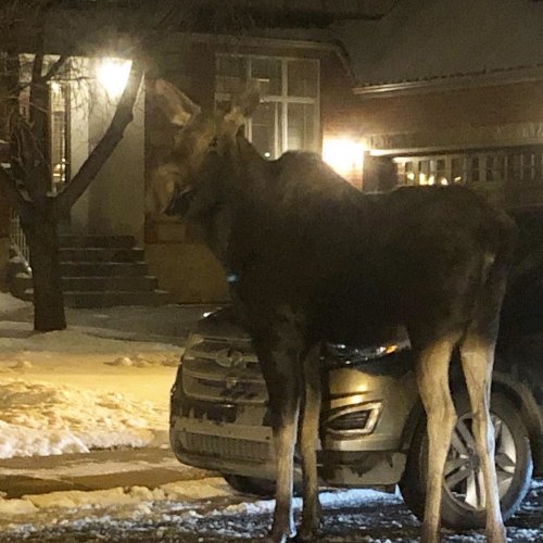 Тем временем в Канаде: 30 фото, которые вызовут у вас смех