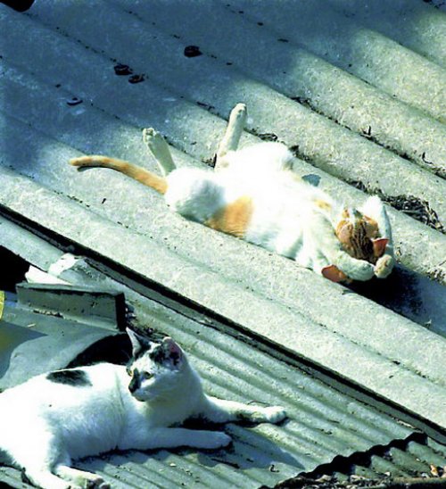 33 котика, которые заснули в самых удивительных и необычных позах. ФОТО