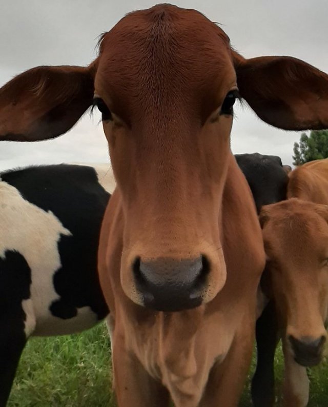 Аккаунт в Twitter, где каждый день публикуют снимки коров