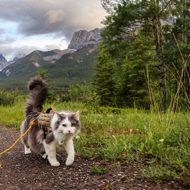 Кот по кличке Гэри, который любит ходить в горы