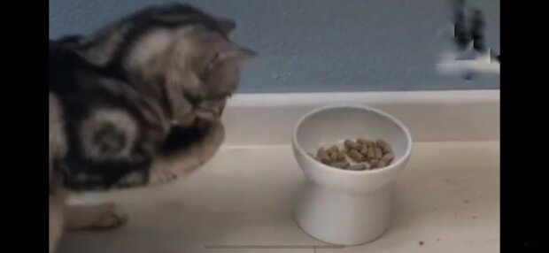 Кот, который ест лапами, стал звездой интернета. ВИДЕО