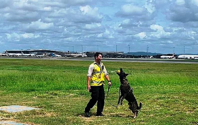 В Австралии трудоустроили слишком дружелюбного для полиции пса