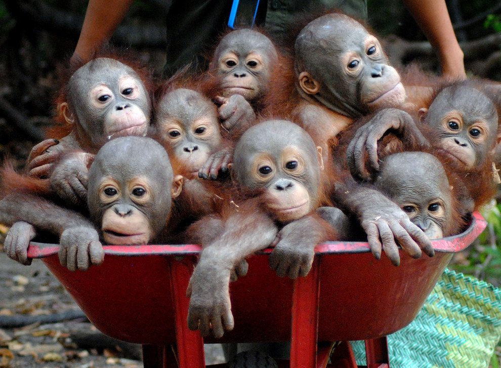 Спасенные детеныши орангутангов в тележке на пути в школу орангутанов. ФОТО