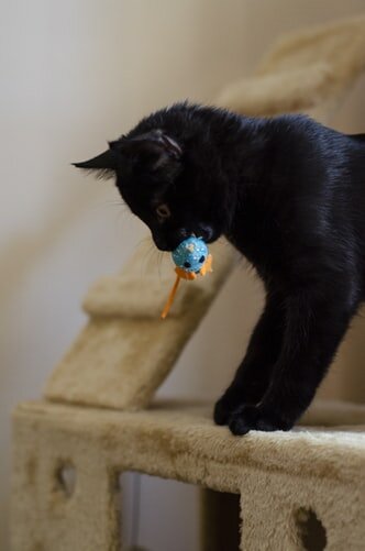 «Жан-Клод Ван Мяу»: Сеть рассмешил кот, который сел на шпагат. ВИДЕО
