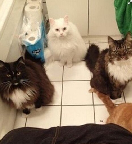 Смешная подборка фото котов, которые решили, что они в доме главные