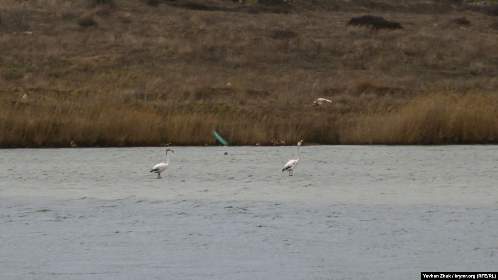 В небольшой мелководной бухте Соленая &ndash; ответвлении Казачьей бухты в Севастополе &ndash; появились два фламинго. Местные ученые&nbsp;говорят, что это первый известный случай появления этих птиц в городе