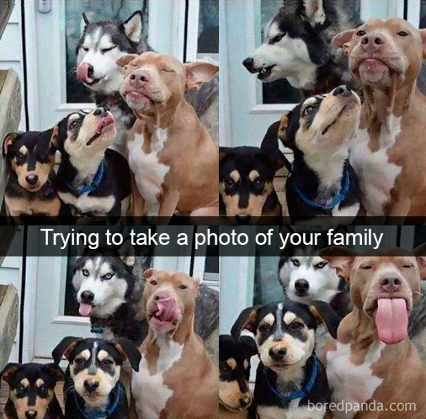 Самые смешные фото собак из интернета. ФОТО