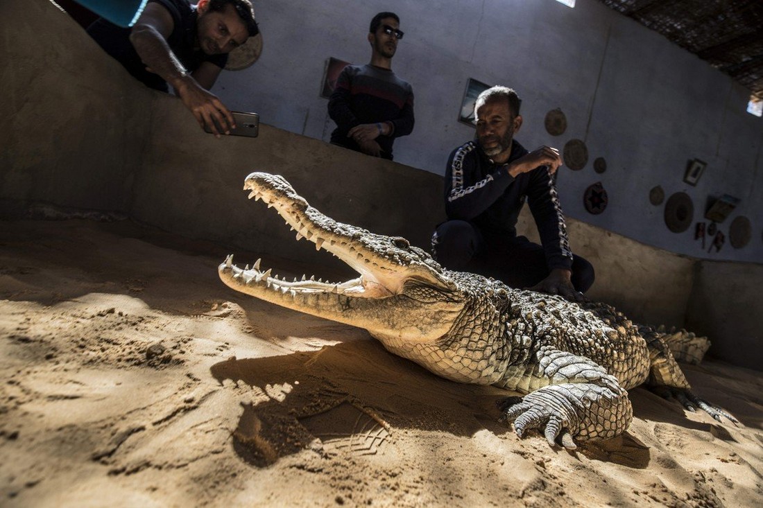 В египетской деревне держат крокодилов в качестве домашних животных