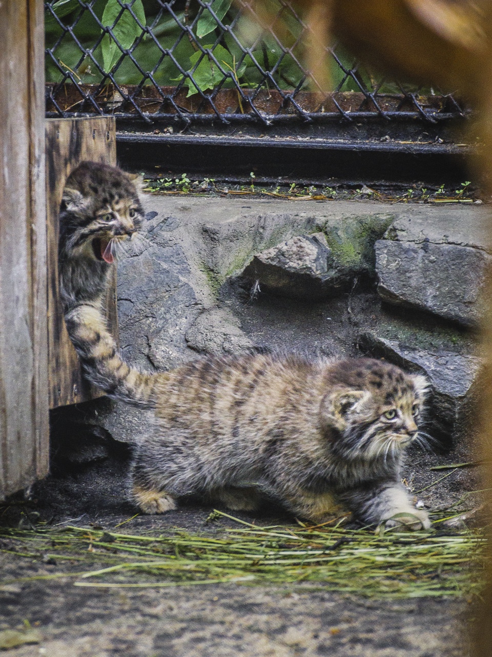 Удивительная история манулов из Новосибирска — хищников, которых выкормила домашняя кошка. ФОТО