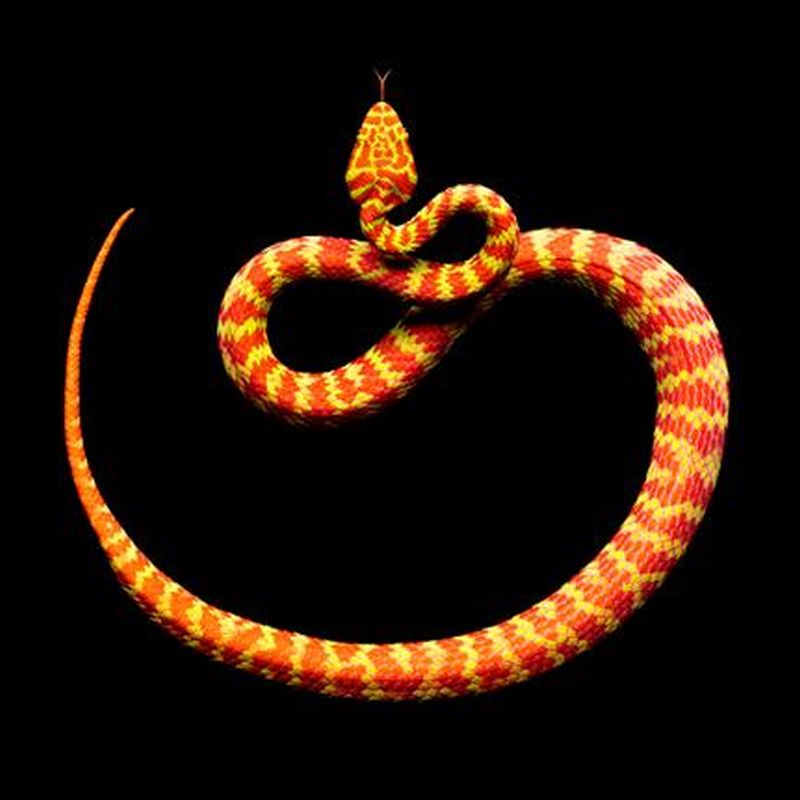 Невероятная красота ядовитых змей в фотопроекте Марка Лайта. ФОТО