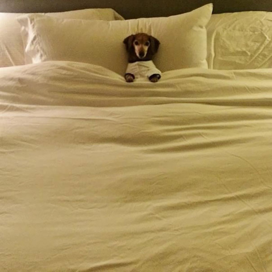  27 забавных собак, которые спят в вашей постели — потому что могут себе это позволить! 