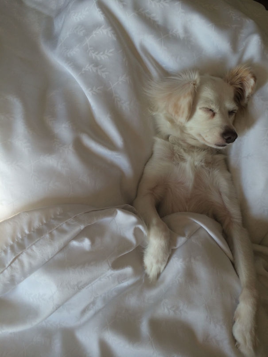  27 забавных собак, которые спят в вашей постели — потому что могут себе это позволить! 