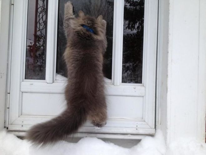 Реакция кошек на первый снег: 25 фото, которые поднимут вам настроение. ФОТО