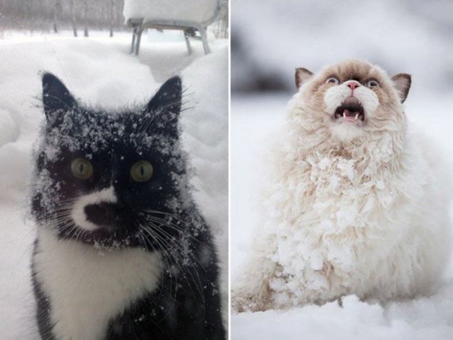 Реакция кошек на первый снег: 25 фото, которые поднимут вам настроение. ФОТО