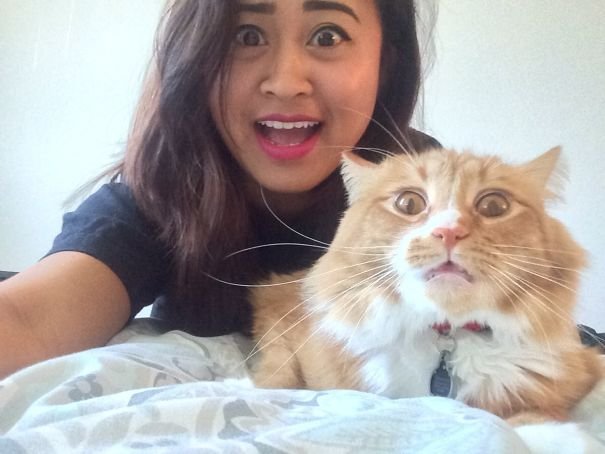 15 забавных котов, которые ненавидят селфи с людьми