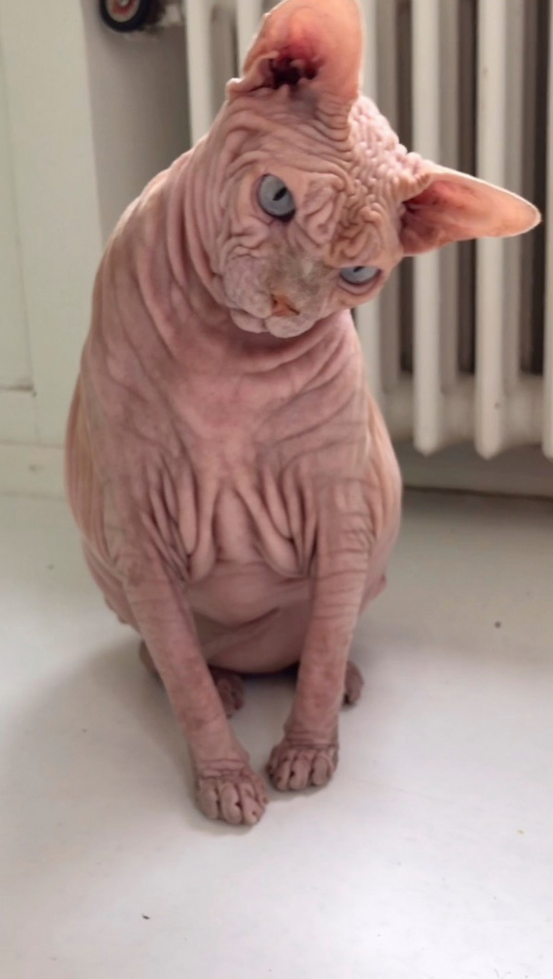 Морщинистый кот породы сфинкс покорил сердца пользователей сети