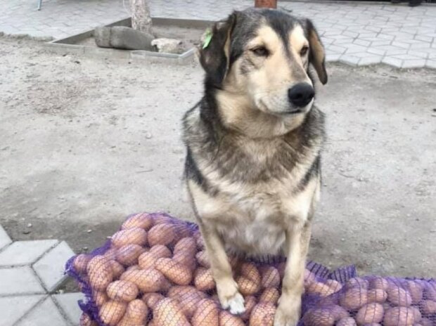 В сети смеются над псом, который торгует картошкой. ФОТО