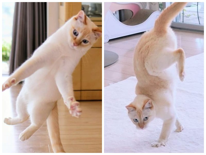 Этот кот из Японии танцует намного круче, чем вы, и вот 25 доказательств. ФОТО