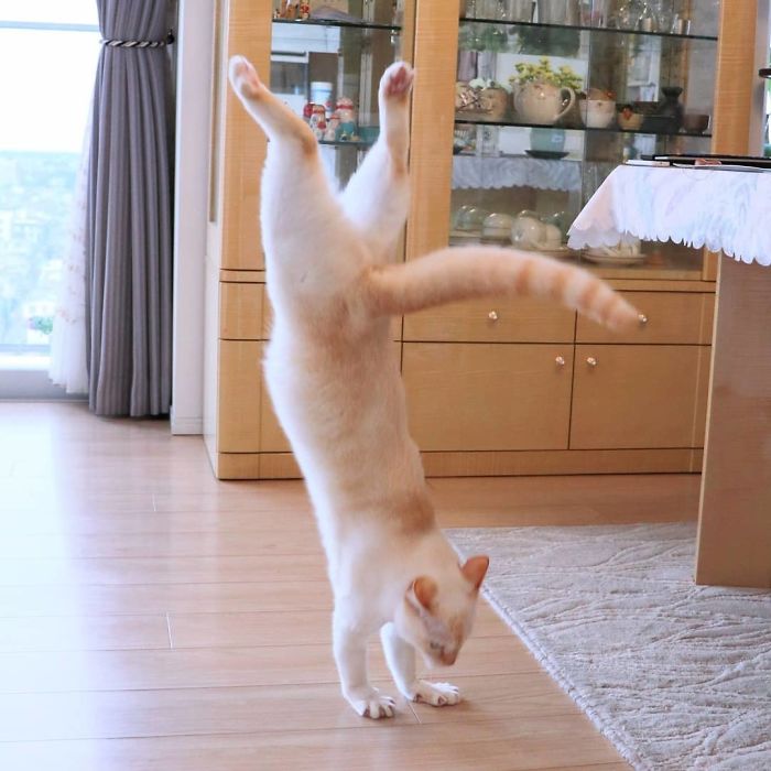 Этот кот из Японии танцует намного круче, чем вы, и вот 25 доказательств. ФОТО
